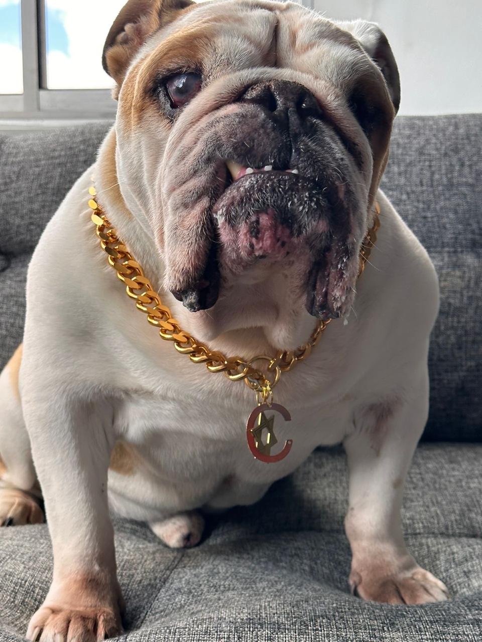 Foto real del bulldog Coco con collar dorado